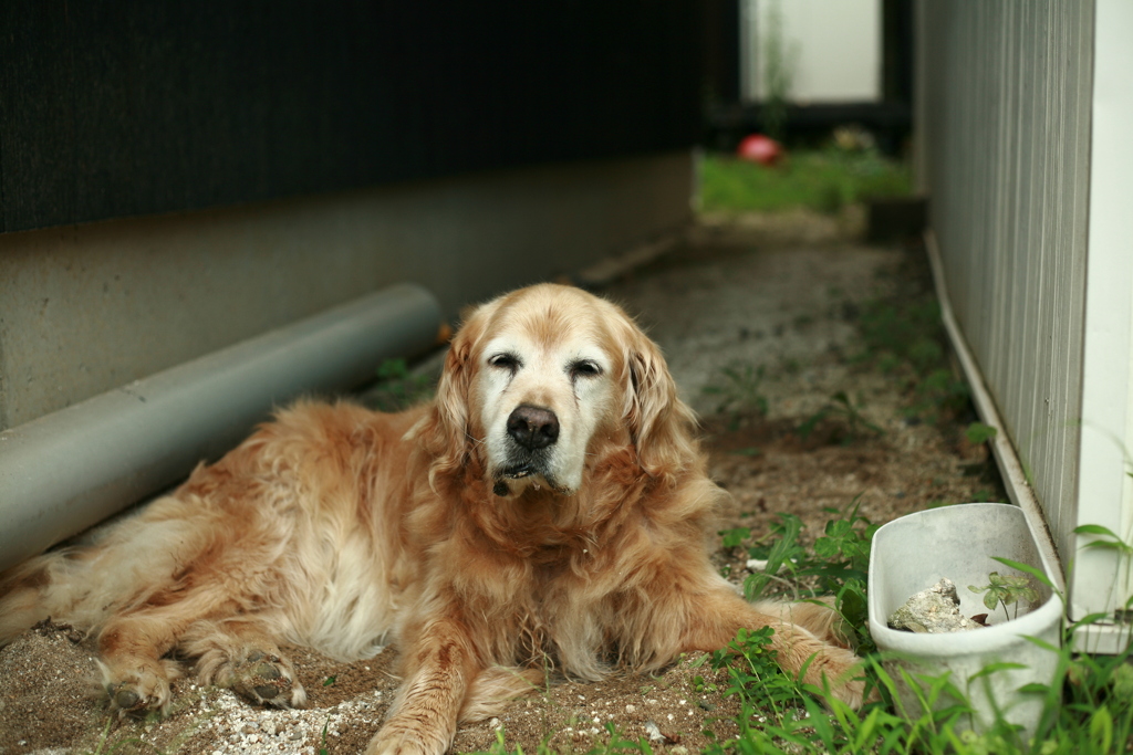 お宿番してるみゅうちゃん