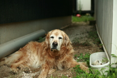お宿番してるみゅうちゃん