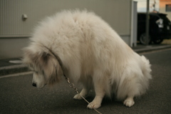 放水してるココ様