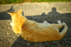 痩せちゃったトラちゃん