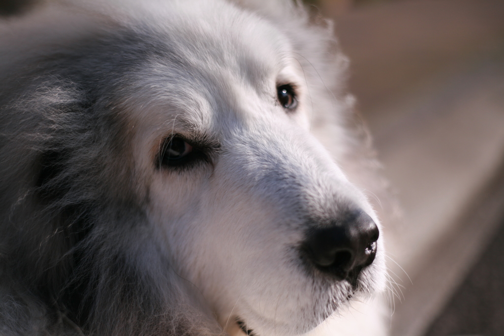 今日もかわいいココさん