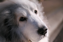 今日もかわいいココさん