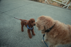 マルちゃん生後半年