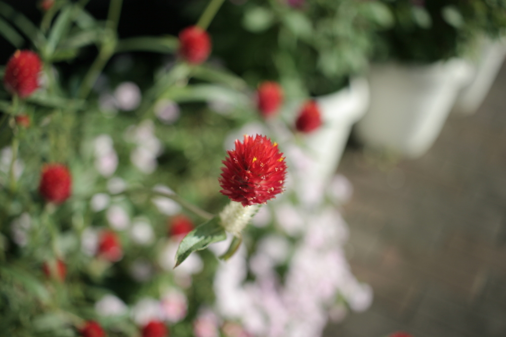 ココさん所の花