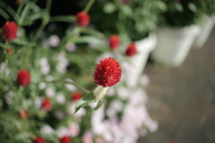 ココさん所の花