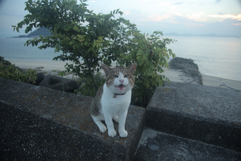 トム君は今日も元気