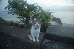 トム君は今日も元気