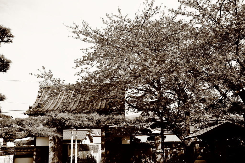 法然寺（ほうねんじ）