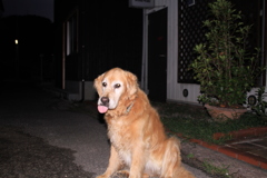 お宿番してるみゅうちゃん