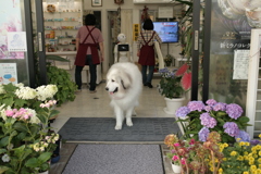 お店番してるココさん