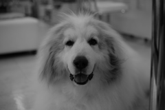 お店番してるココ様