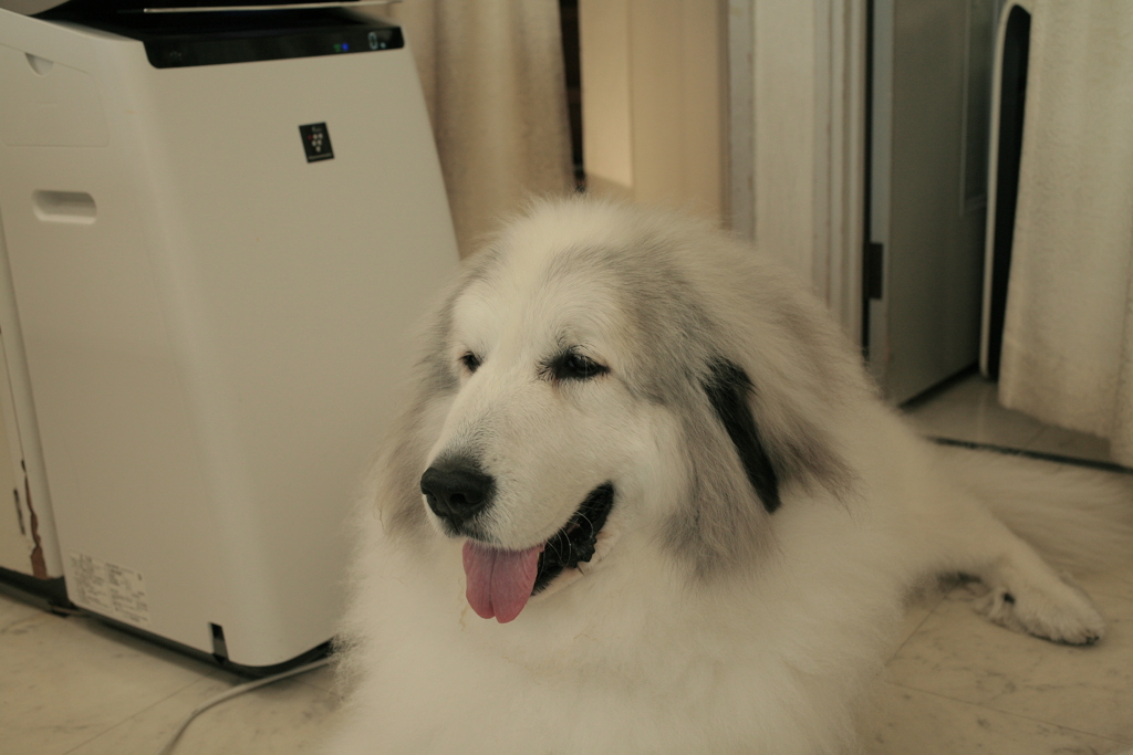 土曜もお店番してるココ様