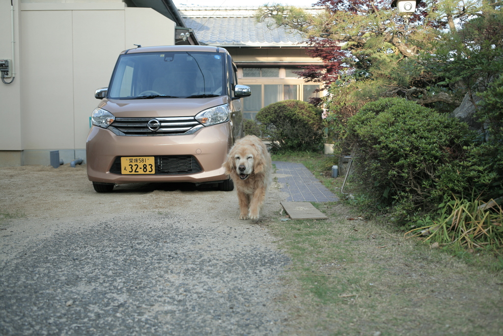 やってくるみゅうちゃん