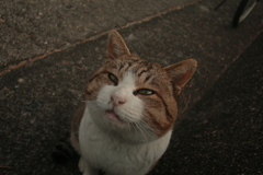 今日もスケベ猫のトム君