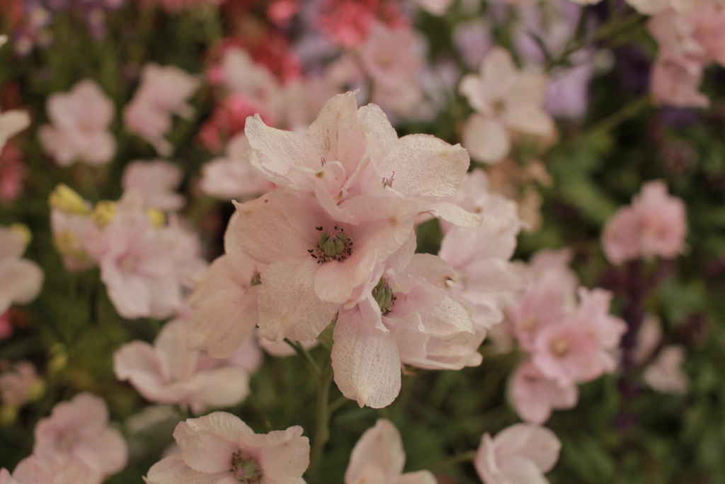 ココさん所の花