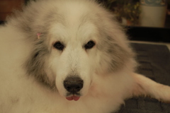 お店案してるココ様