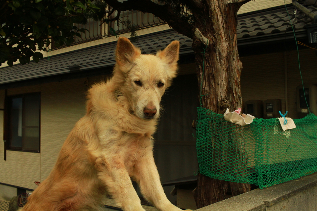 番犬してるダイちゃん