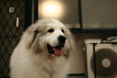 今日もフカフカのココさん