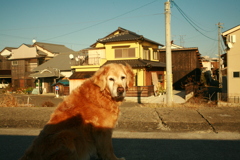 堤防まではやって来るみゅうちゃん