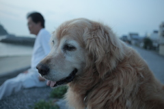 いずみさんとみゅうちゃんと夕涼み