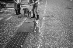 IMG_1951 vvv