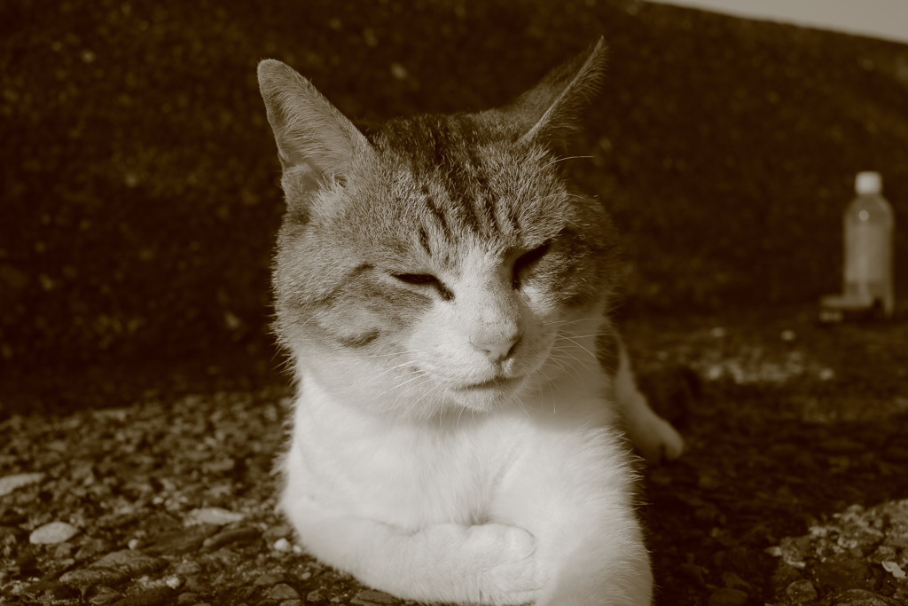 トムです　仕事なかとです