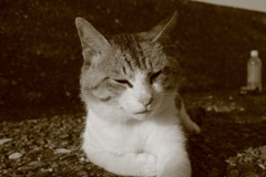 トムです　仕事なかとです