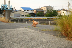 散歩してるロロちゃん