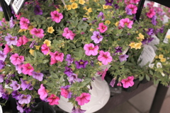 ホームセンターで売ってた花