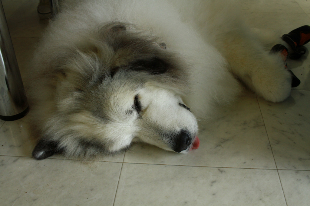 お昼寝してるココちゃま