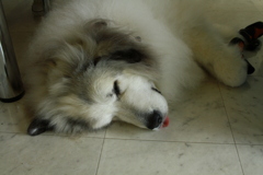 お昼寝してるココちゃま