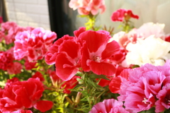 ココちゃんところの花