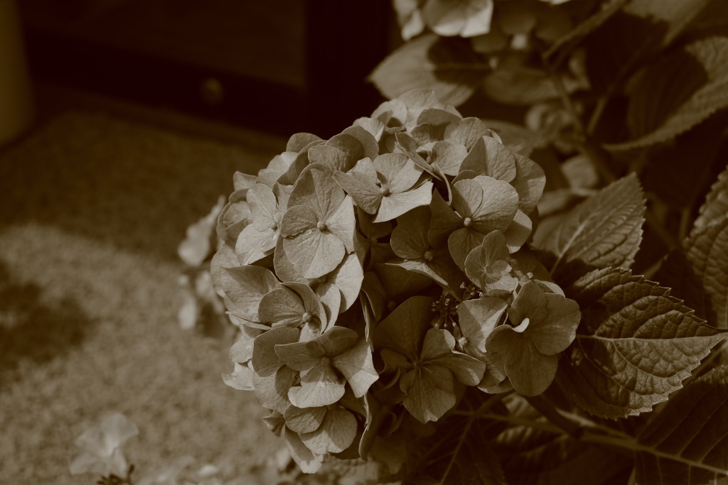 ココさん所のアジサイ