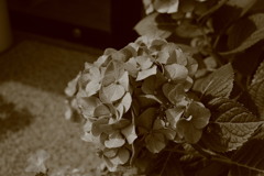 ココさん所のアジサイ