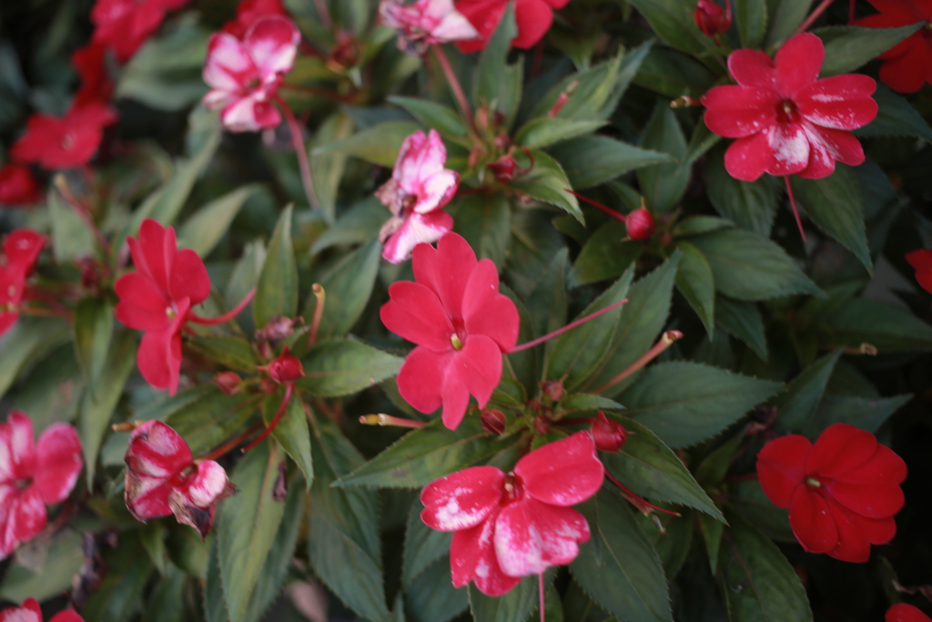 ココさん所の赤い花