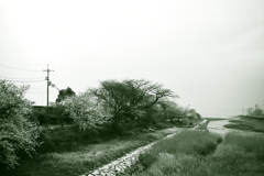 イミフ系写真　調色緑