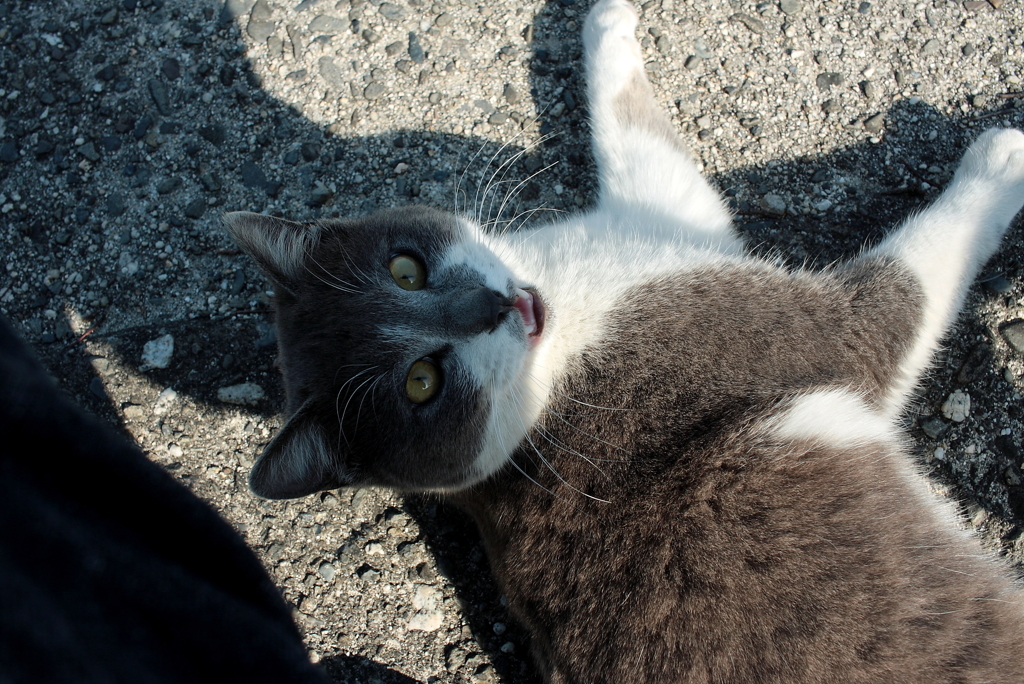 甘えるニャー!(^^)!