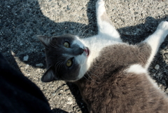 甘えるニャー!(^^)!