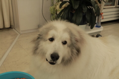 今日もかわいいココさん