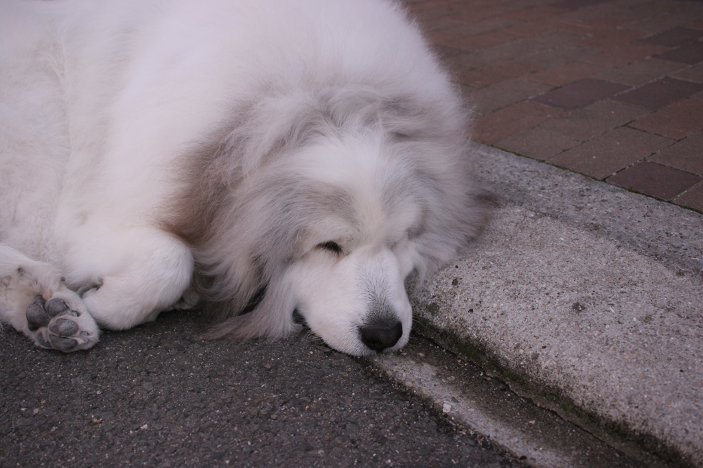 シャンプー行ってきてふわふわになってるココちゃん
