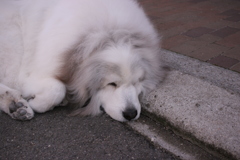 シャンプー行ってきてふわふわになってるココちゃん