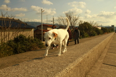 正月散歩してるククルさん