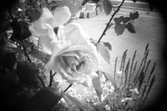 shot by Holga toy lens