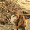 ねこ
