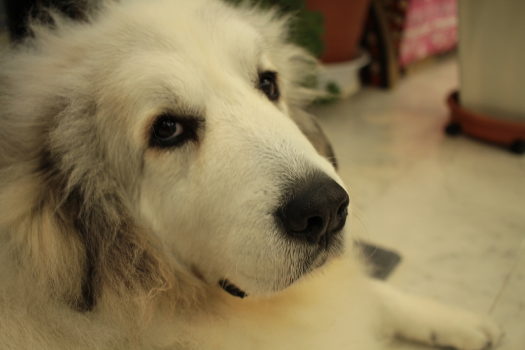 お店番するココちゃん