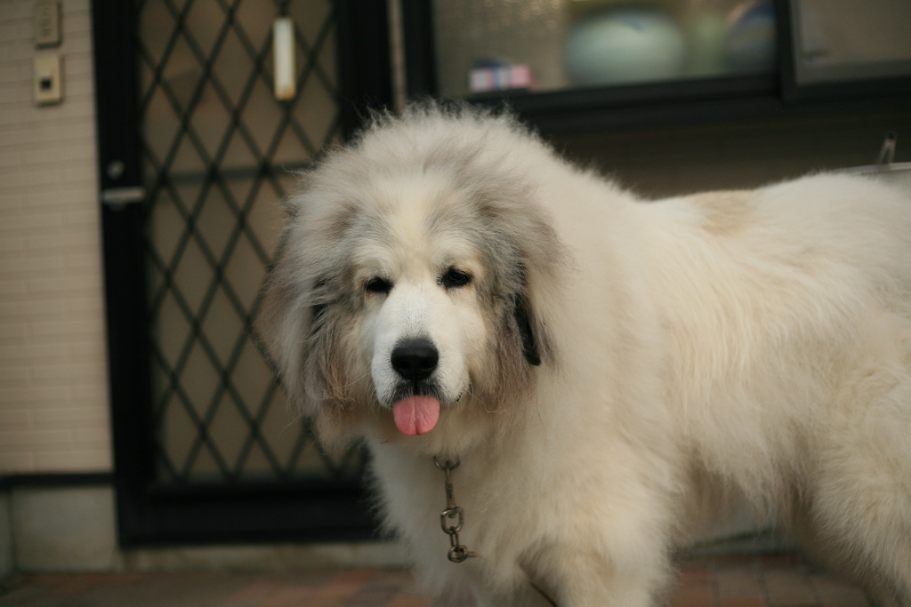 今日も真っ白なココさん