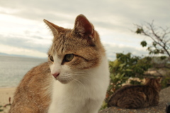 私には抱っこされたがらないトムくん