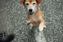 みゅうちゃんを連れてモモちゃんのところへ行く