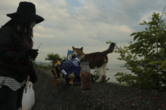愛され猫トム君