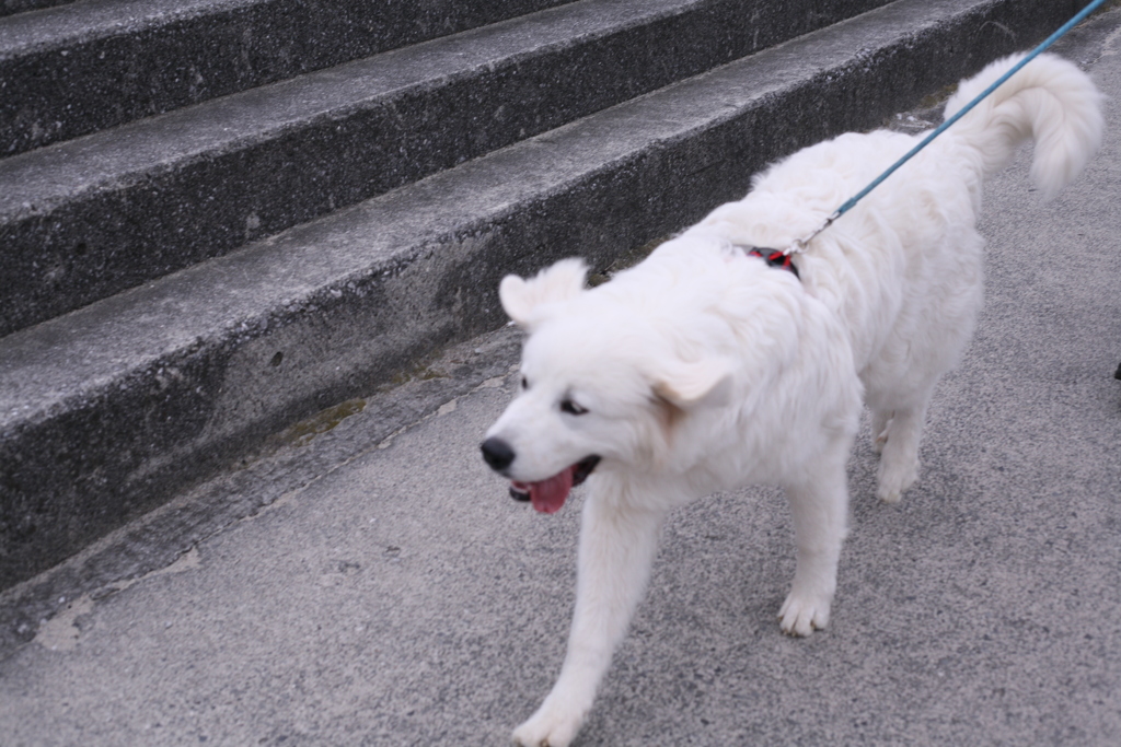 サンちゃんをココちゃんに合わせに行く